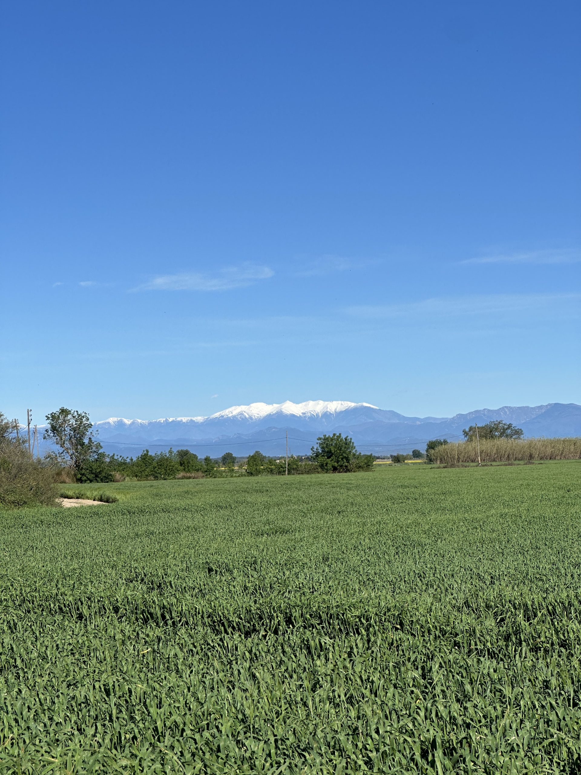 montgi